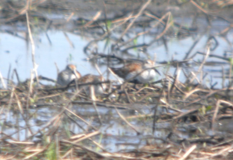 DSCN6611 c Dunlin Whispering Willows Bourbonnais IL 5-6-2015