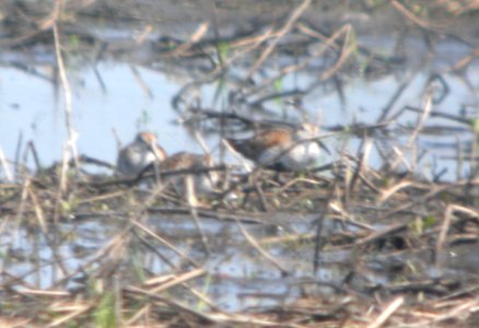 DSCN6611 c Dunlin Whispering Willows Bourbonnais IL 5-6-2015