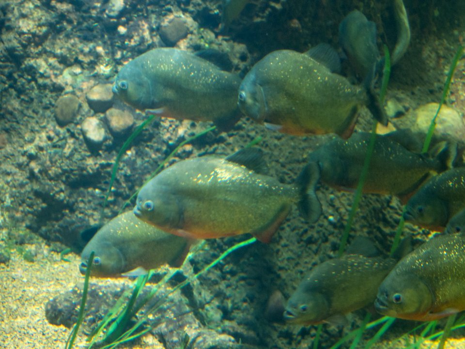 P5140263