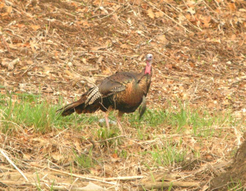 DSCN6226 c Wild Turkey Kankakee IL 4-18-2015