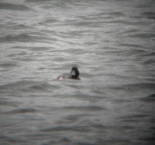 DSCN6681 c Greater Scaup Willow Slough FWA IN 5-12-2015