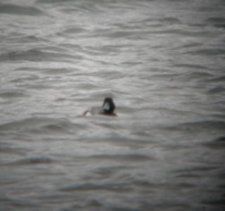 DSCN6681 c Greater Scaup Willow Slough FWA IN 5-12-2015 photo