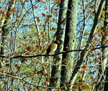 IMG 1482 c Hermit Thrush LaSalle FWA IN 5-1-2015