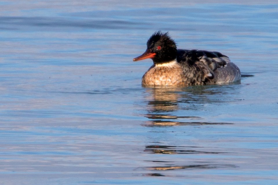 Red-Breasted Merganser photo