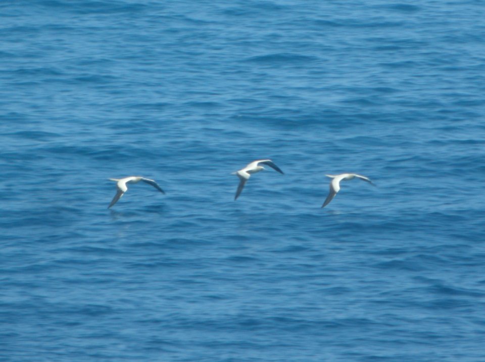 DSCN6027 c Red-footed Booby Makapu'u Lookout HI 3-24-2015
