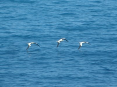 DSCN6027 c Red-footed Booby Makapu'u Lookout HI 3-24-2015