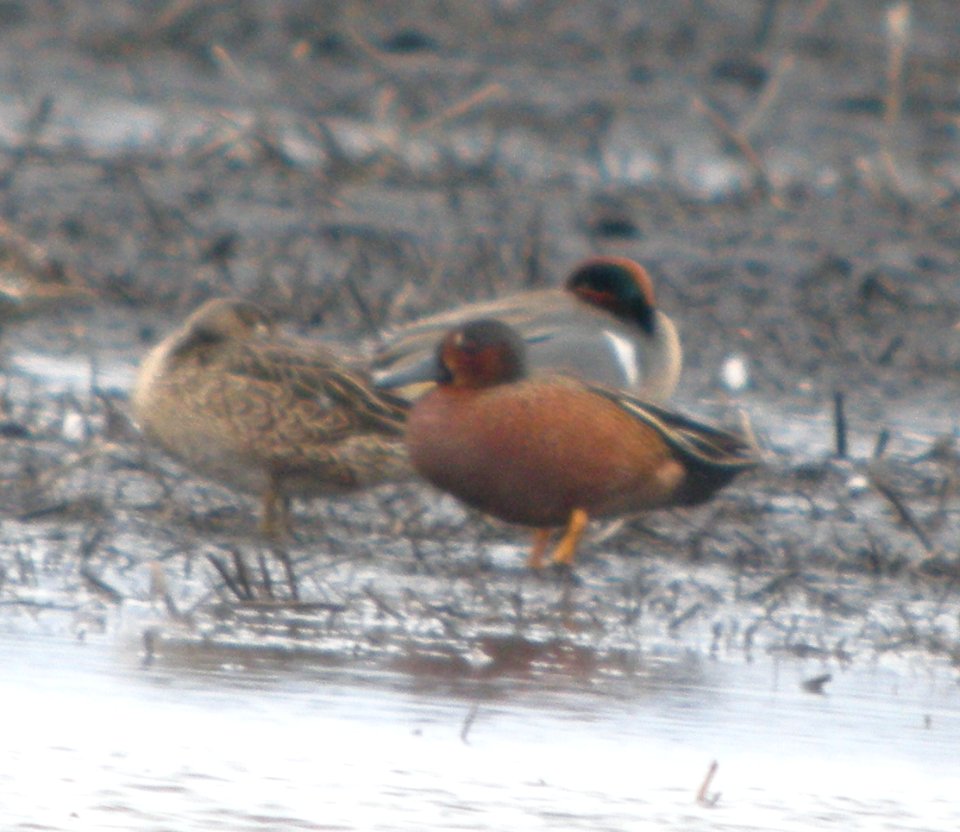 DSCN6117 c Blue-winged x Cinnamon Teal TNC Kankakee Sands IN 4-6-2015