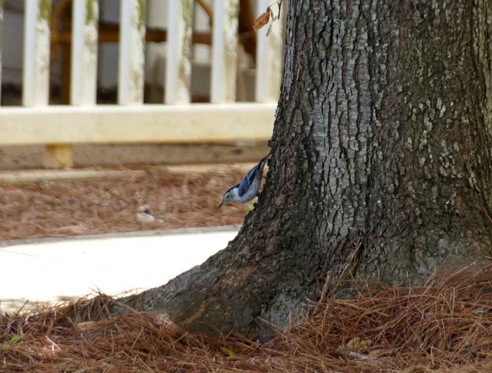 Day 195 - White-Breasted Nuthatch