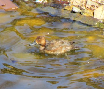 IMG 1355 c Redhead Bird Park Kankakee IL 4-5-2015
