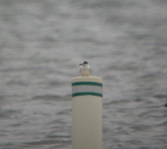 DSCN6695 c Forster's Tern Willow Slough FWA IN 5-12-2015 photo