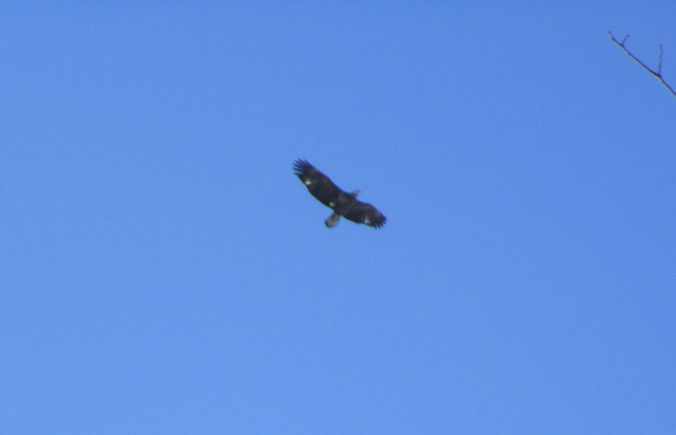 IMG 1152 c Bald Eagle Kankakee River SP IL 3-7-2015