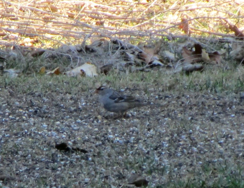 IMG 1322 c White-crowned Sparrow Hse Kankakee IL 4-2-2015