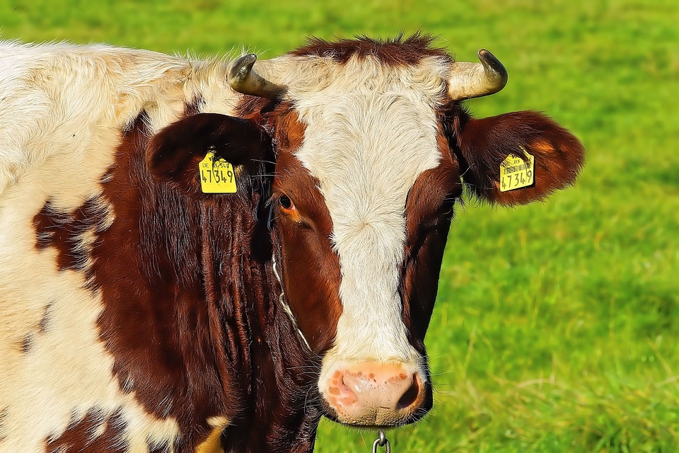 Agriculture beef cute