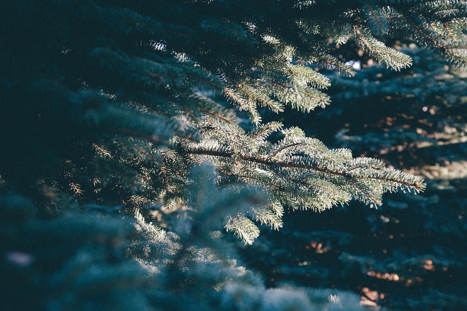 Frost sunlight morning