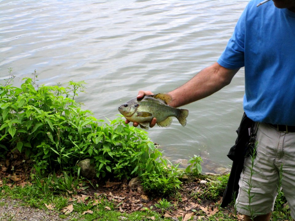 IMG 1715 1.25lb Bluegill Willow Slough FWA IN 6-21-2015
