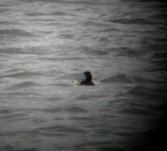 DSCN6679 c Greater Scaup Willow Slough FWA IN 5-12-2015