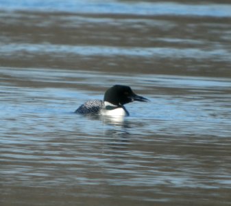 DSCN6050 c Common Loon Kankakee IL 3-28-2015