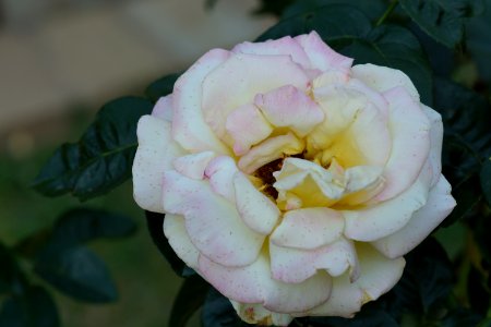 DSC05432