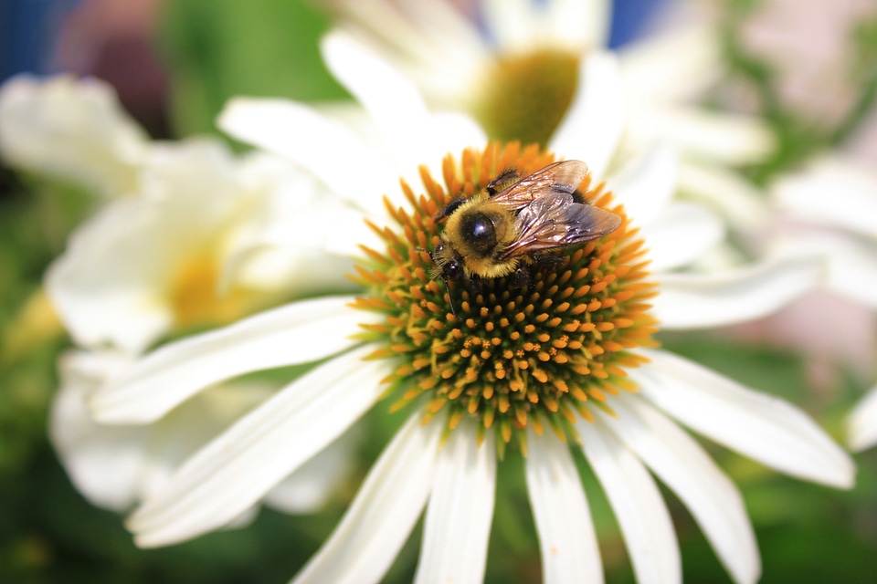 Flower nature macro