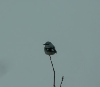 DSCN5555 c Northern Shrike Eastern Kankakee Co IL and Newton Co IN 2-16-2015