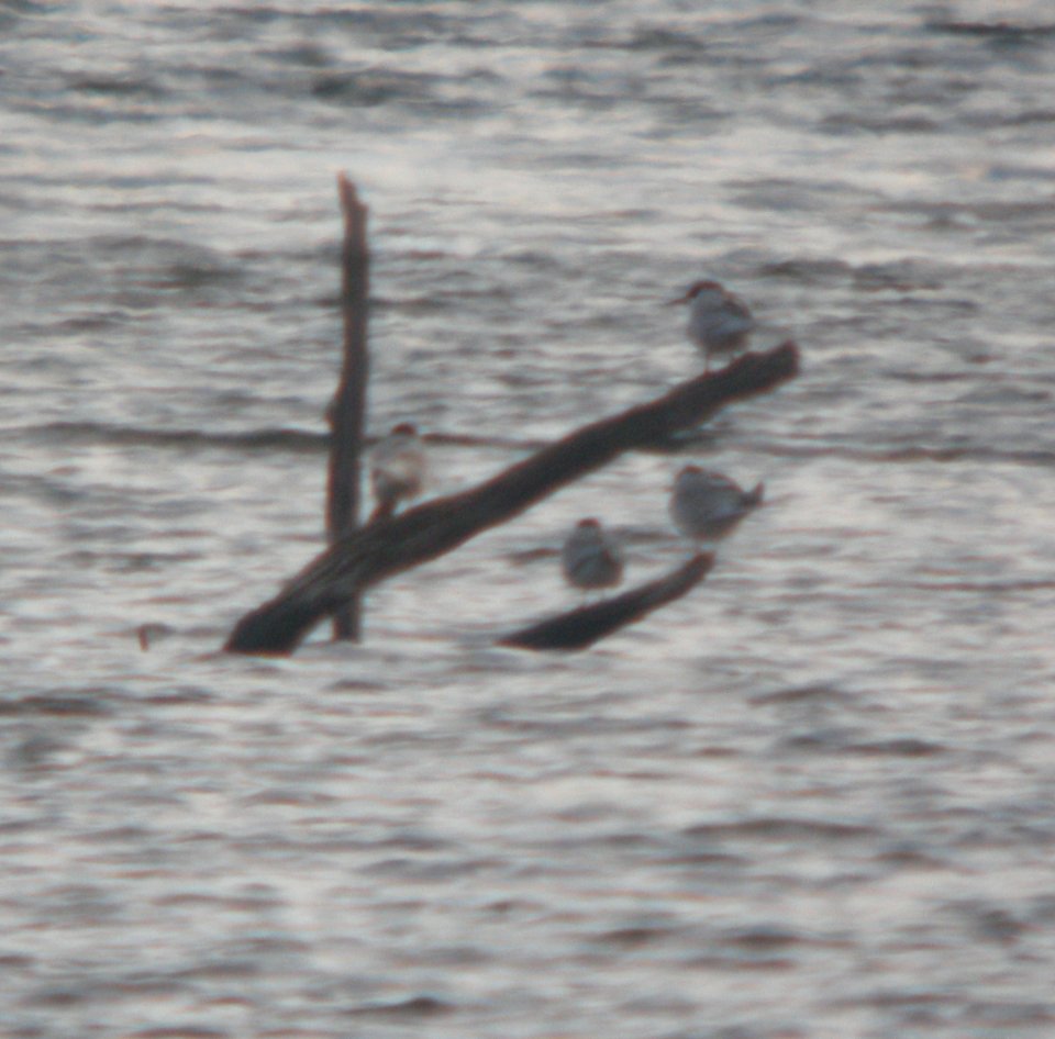 DSCN6414 c Forster's Tern Willow Slough FWA IN 4-30-2015