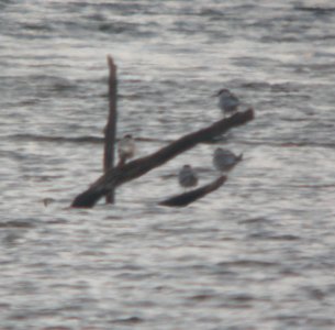 DSCN6414 c Forster's Tern Willow Slough FWA IN 4-30-2015 photo