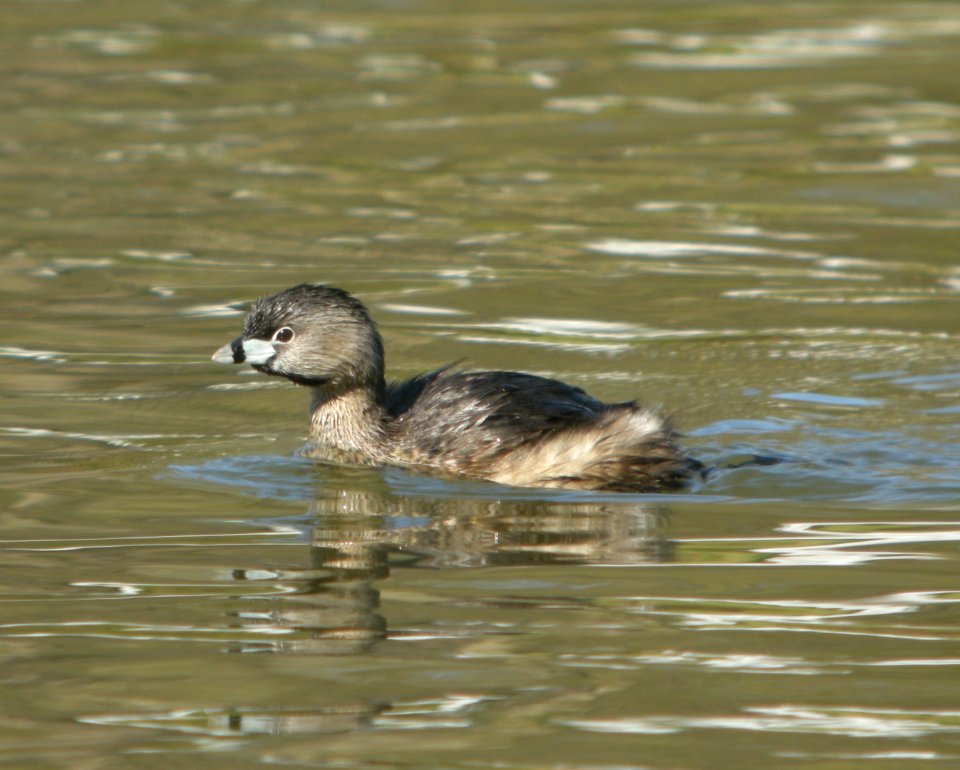 DSCN6388 c Pied-billed Grebe Kankakee IL 4-29-2015