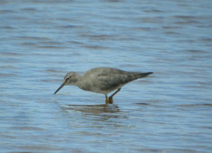 DSCN5865 c Wandering Tattler Kahuku Aqua Ponds Honolulu Co HI 3-12-2015