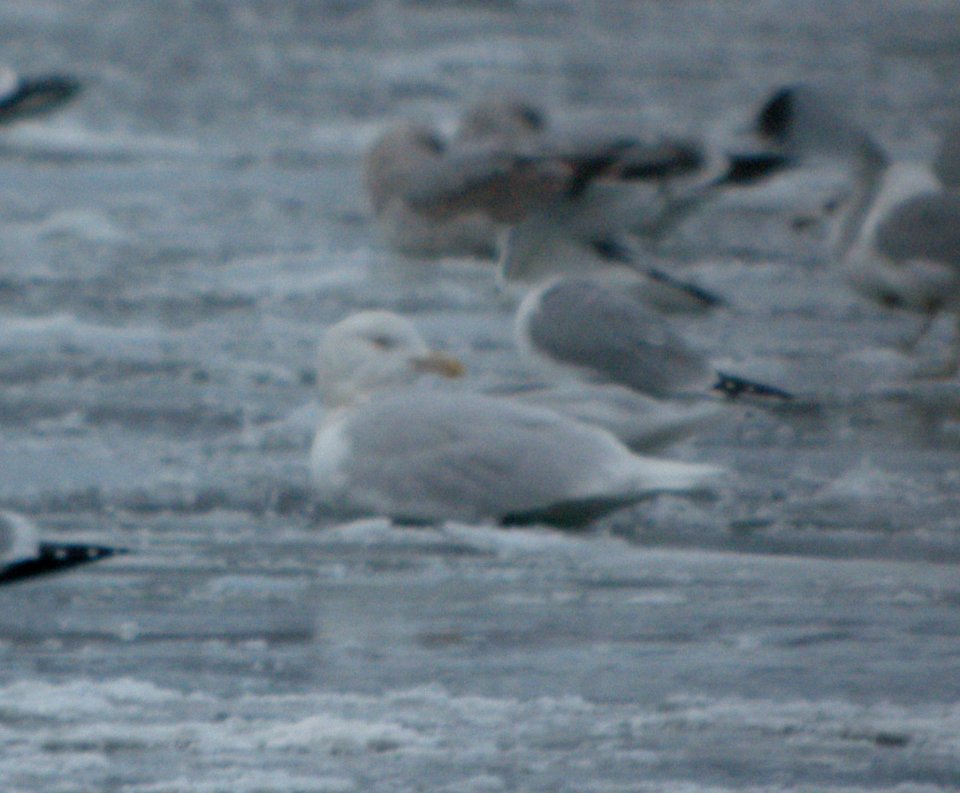 DSCN5513 c Glaucous Gull Dam Wilmington IL 2-6-2015