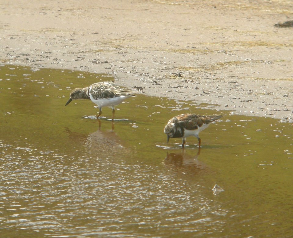 DSCN6001 c Ruddy Turnstone Kahuku Aqua Ponds HI 3-22-2015