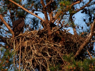 Young Eagles at Berry College