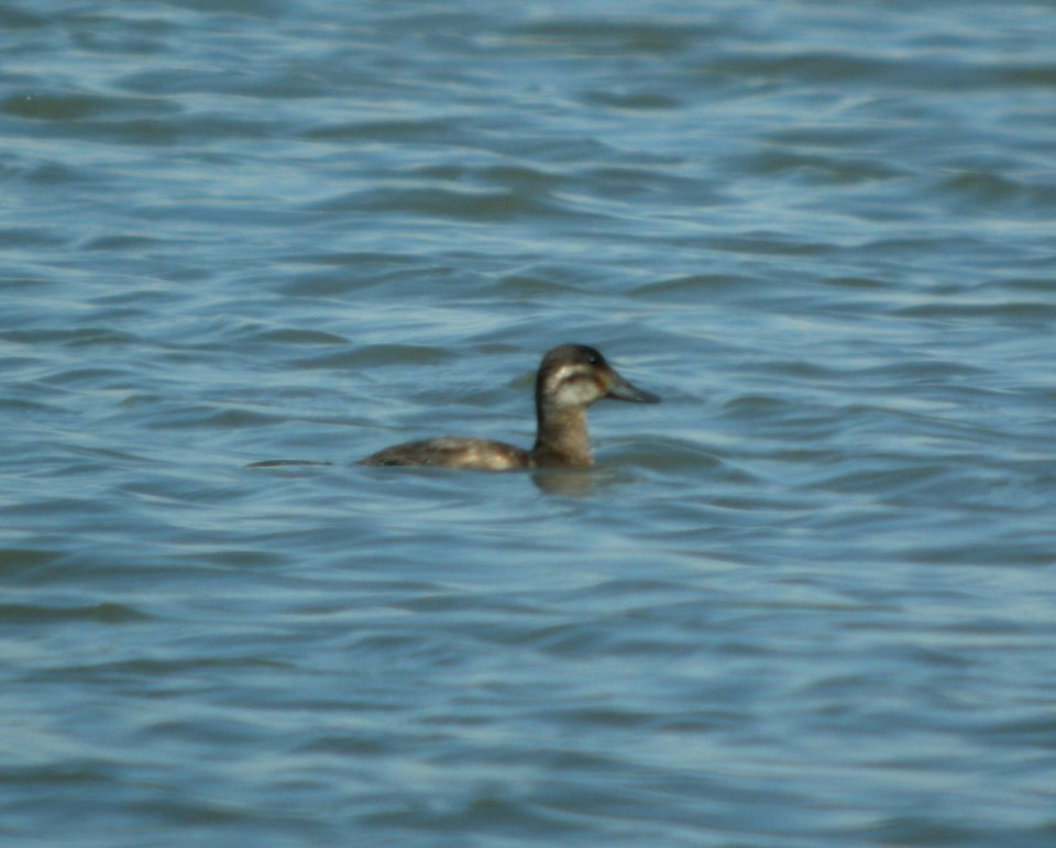 DSCN6399 c Ruddy Duck Bourbonnais IL 4-29-2015