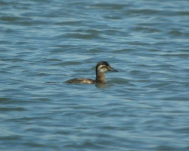 DSCN6399 c Ruddy Duck Bourbonnais IL 4-29-2015