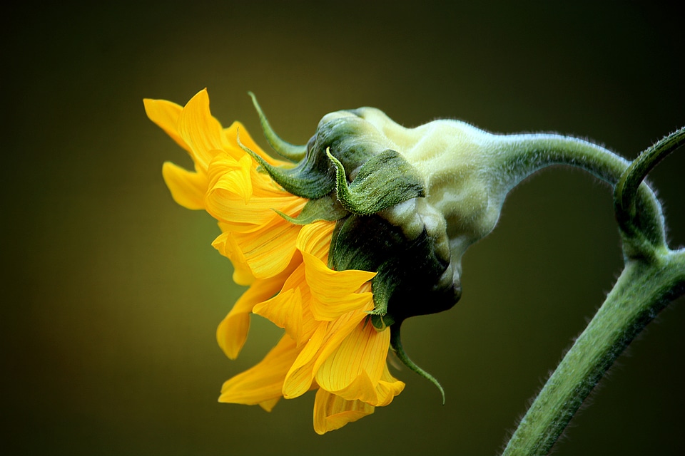 Yellow flower flora