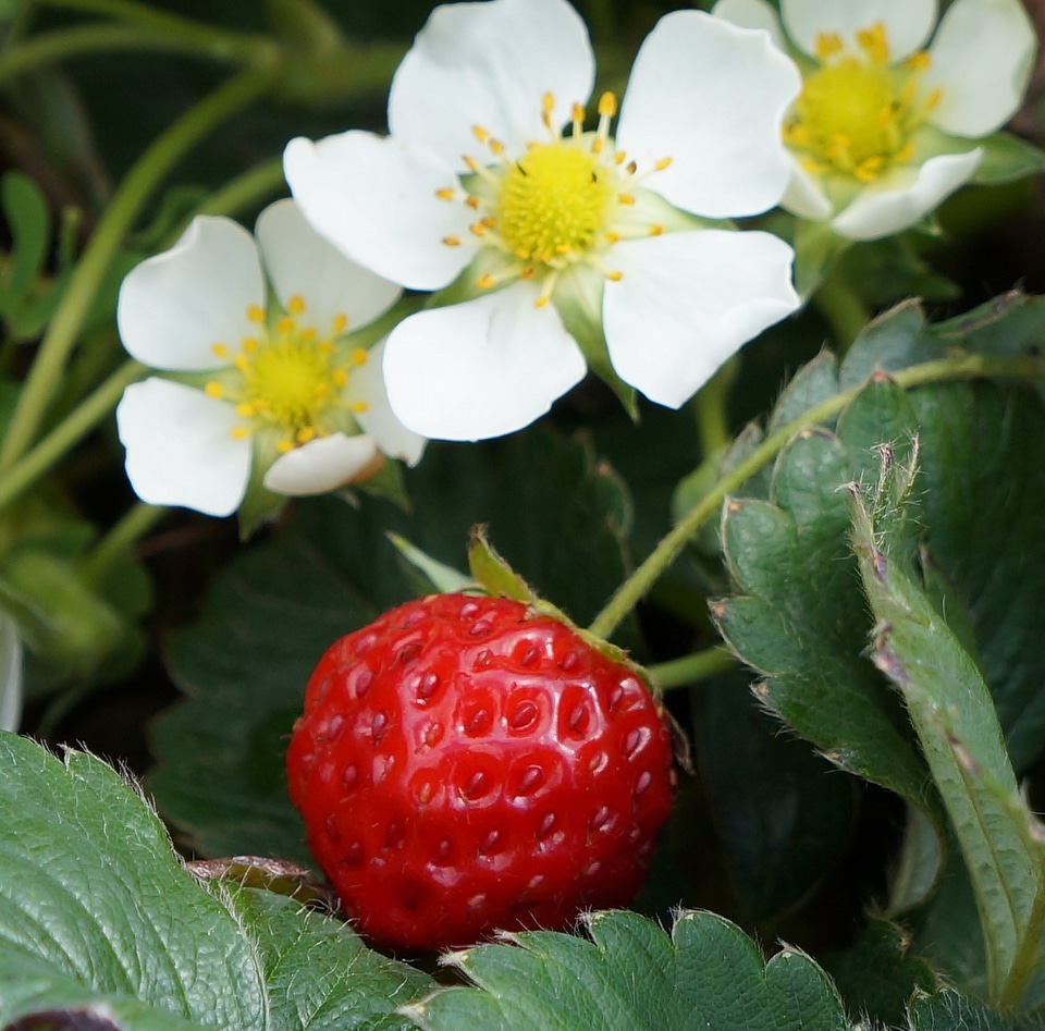 Red fruits flower plants