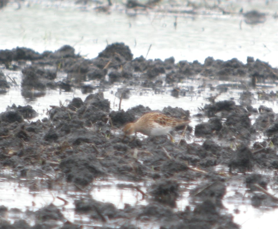 DSCN6631 c Pectoral Sandpiper Whispering Willows Bourbonnais IL 5-9-2015