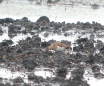 DSCN6631 c Pectoral Sandpiper Whispering Willows Bourbonnais IL 5-9-2015