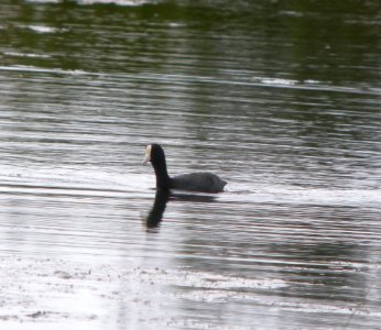DSCN5820 c Hawaiian Coot Kahuku Aqua Ponds Honolulu Co HI 3-12-2015