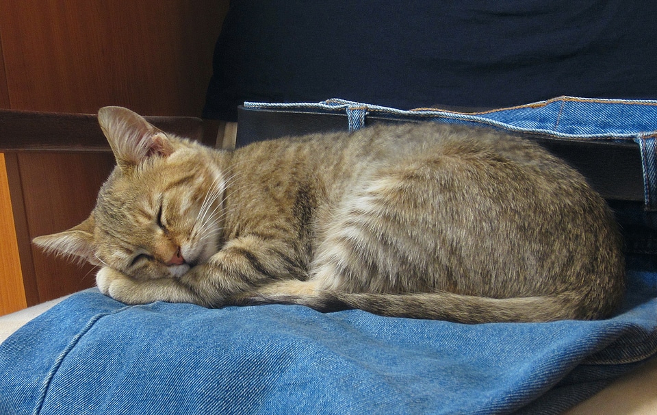 Kitty young animal