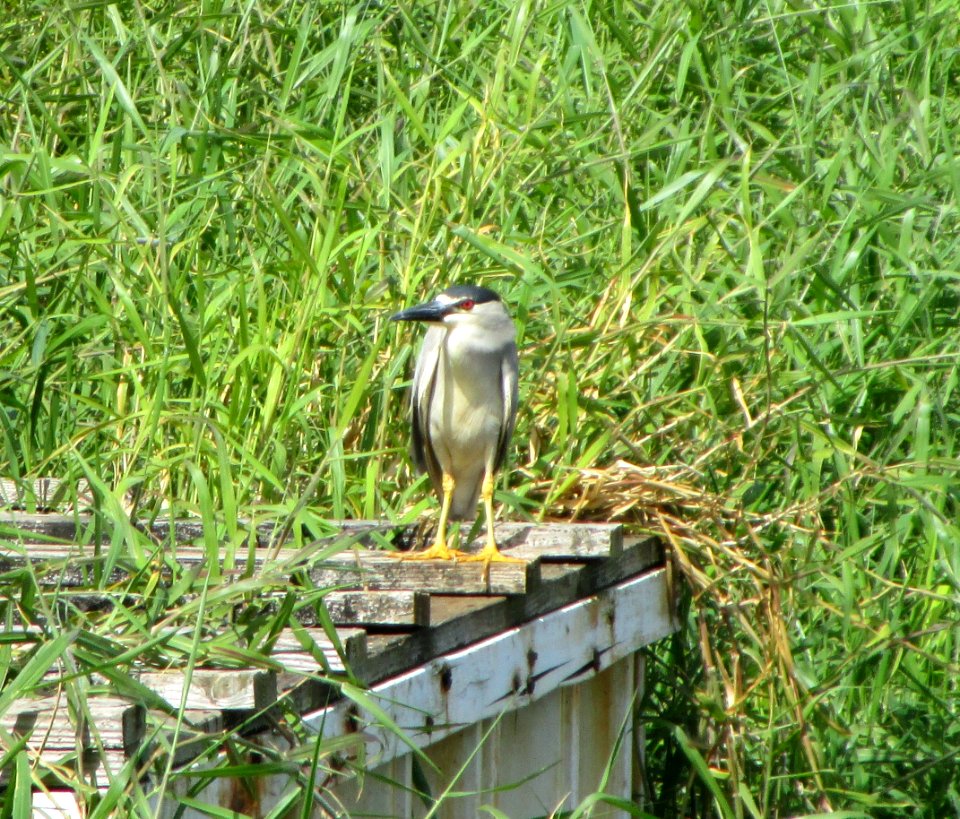 IMG 1262 c Black-crowned Night-Heron Kahuku Aqua Ponds HI 3-22-2015