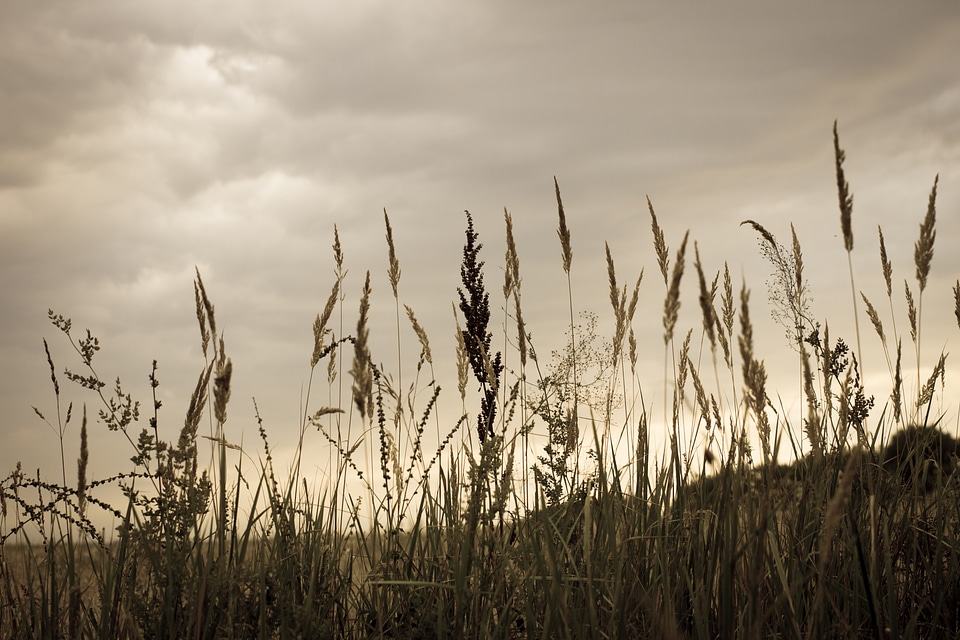 Meadow nature agriculture