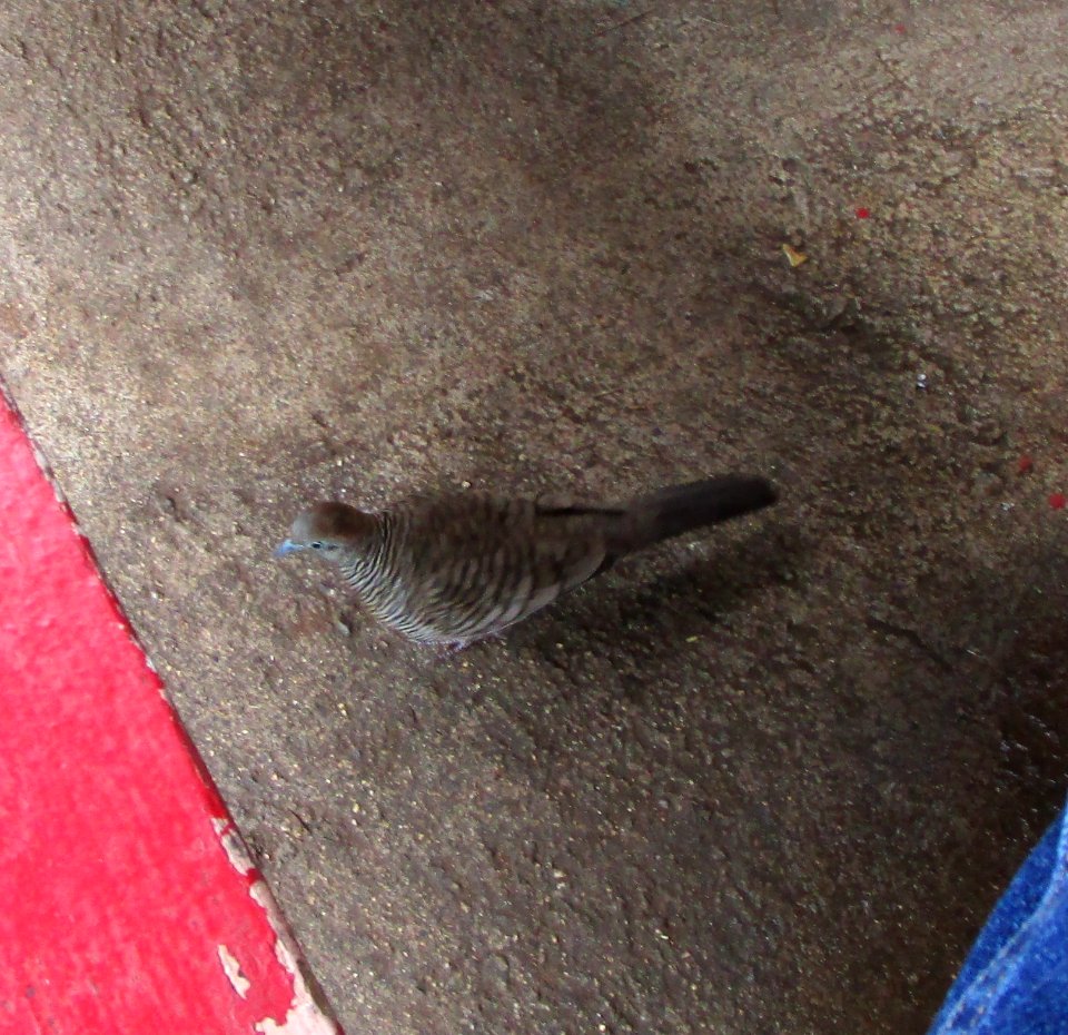 IMG 1165 c Zebra Dove Kahuku Aqua Ponds Honolulu Co HI 3-12-2015