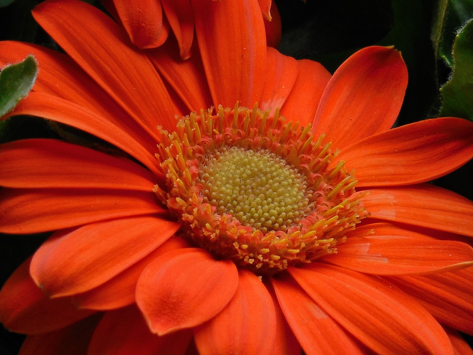 Floral red bouquet