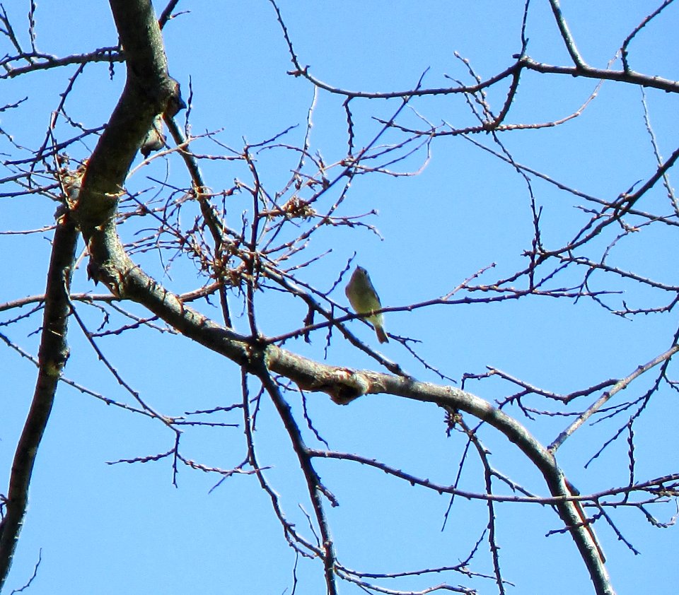 IMG 1342 c Ruby-crowned Kinglet Hse Kankakee IL 4-4-2015