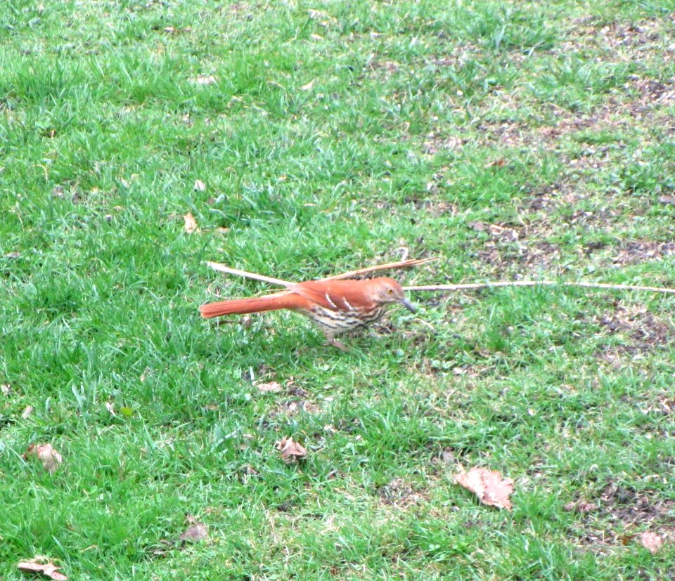 IMG 1411 c Brown Thrasher Hse Kankakee IL 4-19-2015