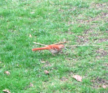 IMG 1411 c Brown Thrasher Hse Kankakee IL 4-19-2015