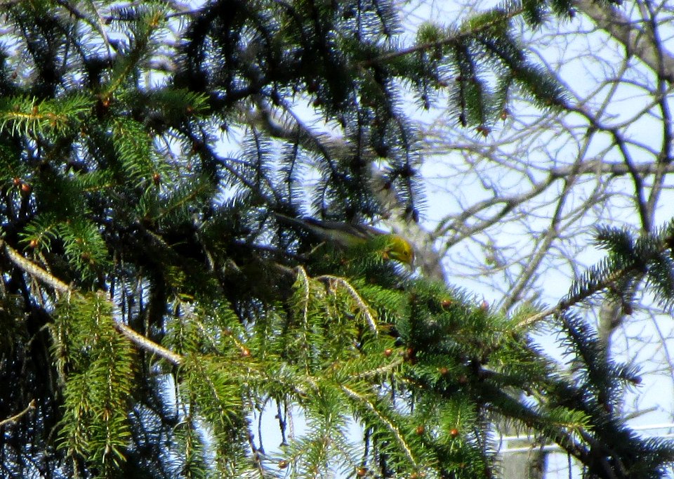 IMG 1372 c Pine Warbler Kankakee IL 4-13-2015
