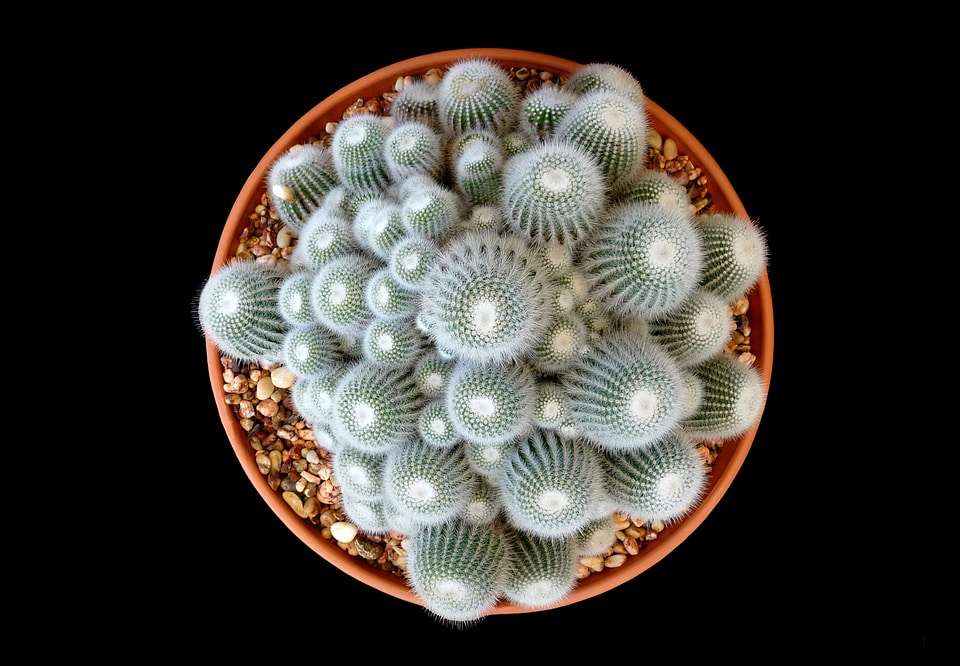 Cactus succulent garden