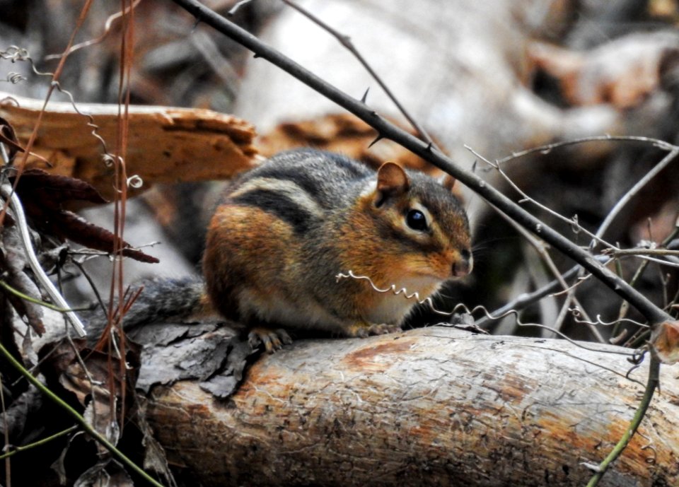 Chimpunk at Ocmulgee National Park