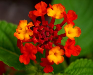 Day 138 - Shades of Orange